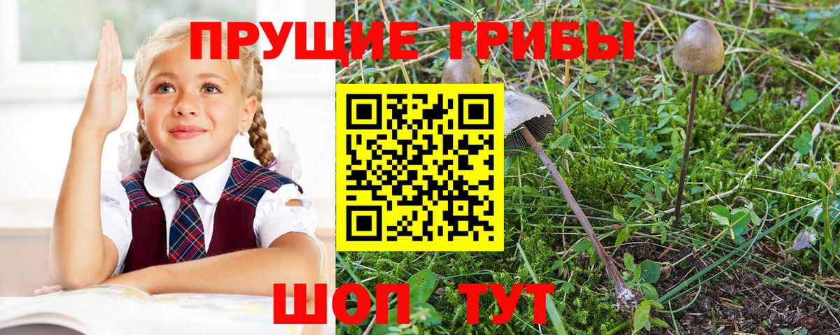 Галлюциногенные грибы мицелий  Псилоцибиновые грибы GOLDEN TEACHER  Вход с VPN  Ессентуки 
